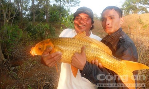 Cá khủng, hiếm và "vật thể lạ" ở Biển Hồ