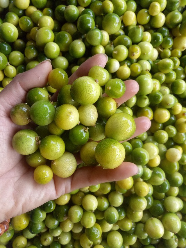 Sốt chanh rừng Mẫu Sơn - Ảnh 2.