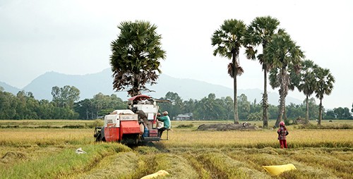 V&igrave; sao c&acirc;y thốt nốt hấp dẫn kh&aacute;ch đến An Giang - Ảnh 1.