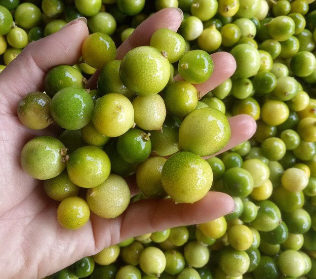Sốt chanh rừng Mẫu Sơn