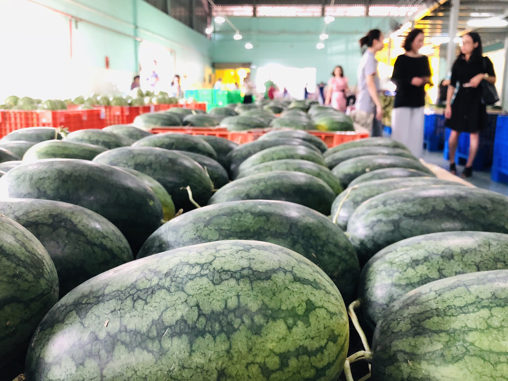 Đại gia b&aacute;n lẻ Th&aacute;i Lan mở trạm trung chuyển tr&aacute;i c&acirc;y ở miền T&acirc;y - Ảnh 1.