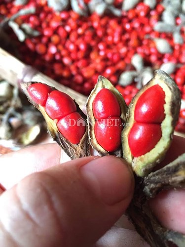 Cây dổi, "máy in tiền" cho bà con xứ Mường