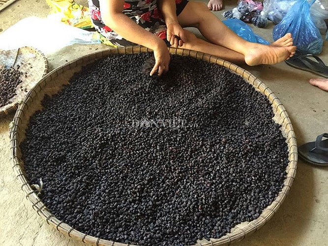 Cây dổi, máy in tiền cho bà con xứ Mường - Ảnh 4.