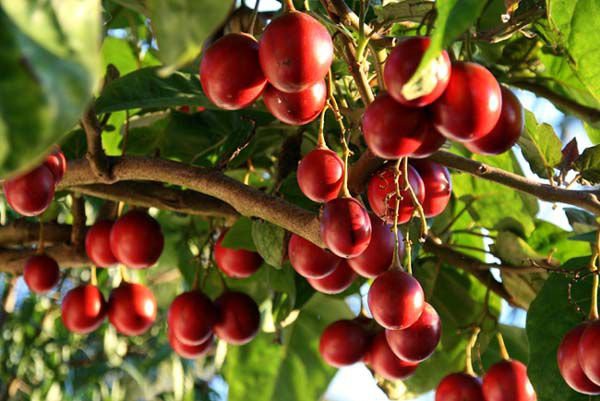 Thực hư về loại cà chua có giá cả triệu đồng/kg?