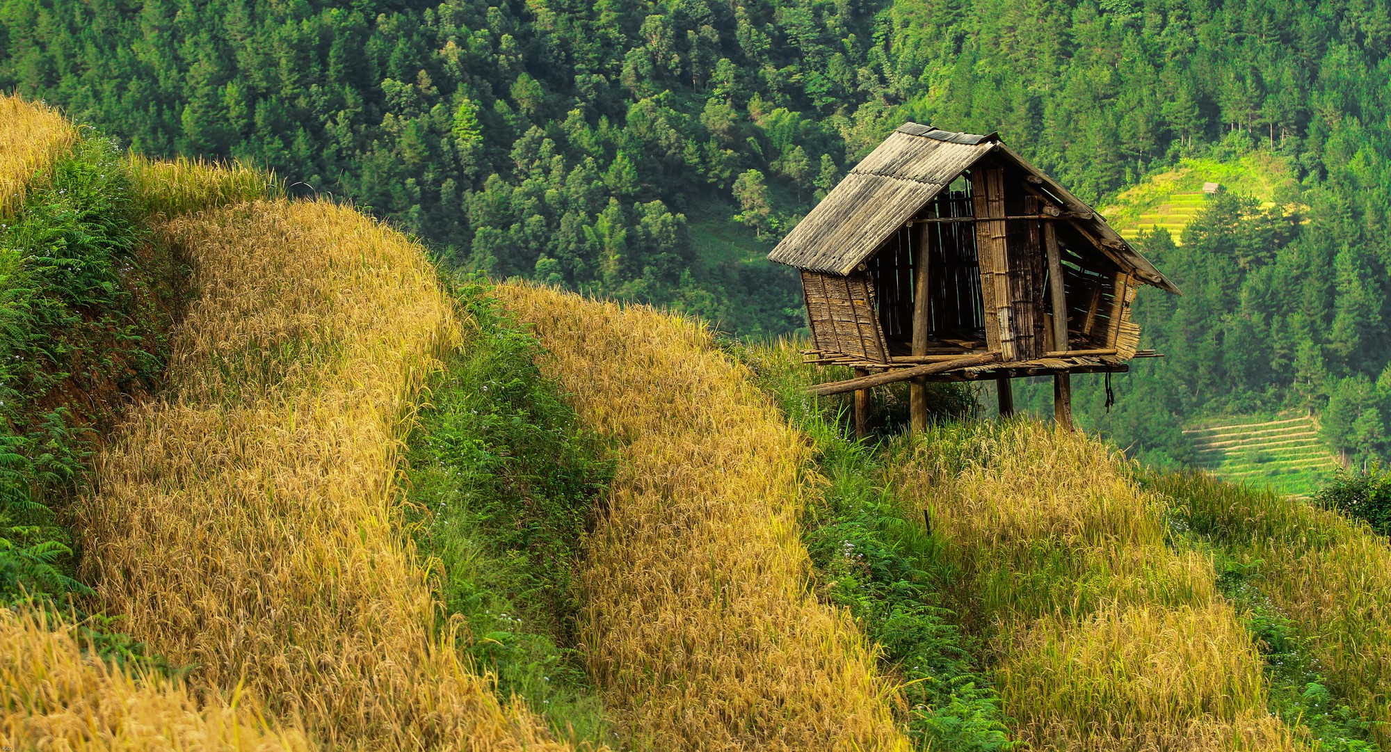 Đốn tim vẻ hư ảo mùa vàng ruộng bậc thang Tú Lệ - Ảnh 3.