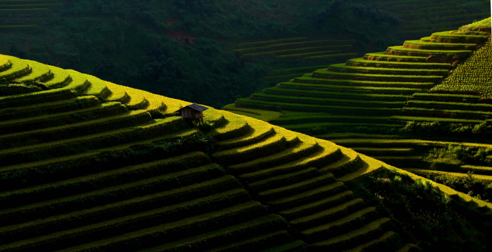 Đốn tim vẻ hư ảo mùa vàng ruộng bậc thang Tú Lệ - Ảnh 2.
