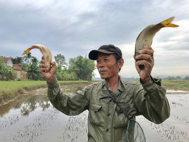 Đủ loại tôm, cá đồng tràn về đầu cầu Trà Khúc - Ảnh 5.