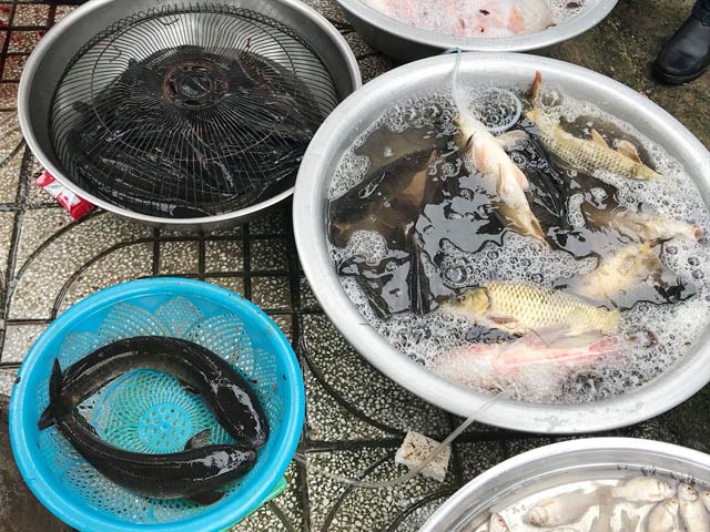 Đủ loại tôm, cá đồng tràn về đầu cầu Trà Khúc