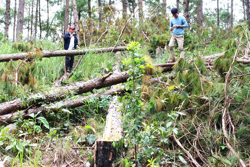 Sau phản ánh của Báo Người Lao Động: Chủ tịch tỉnh Lâm Đồng chỉ đạo ngăn chặn phá rừng