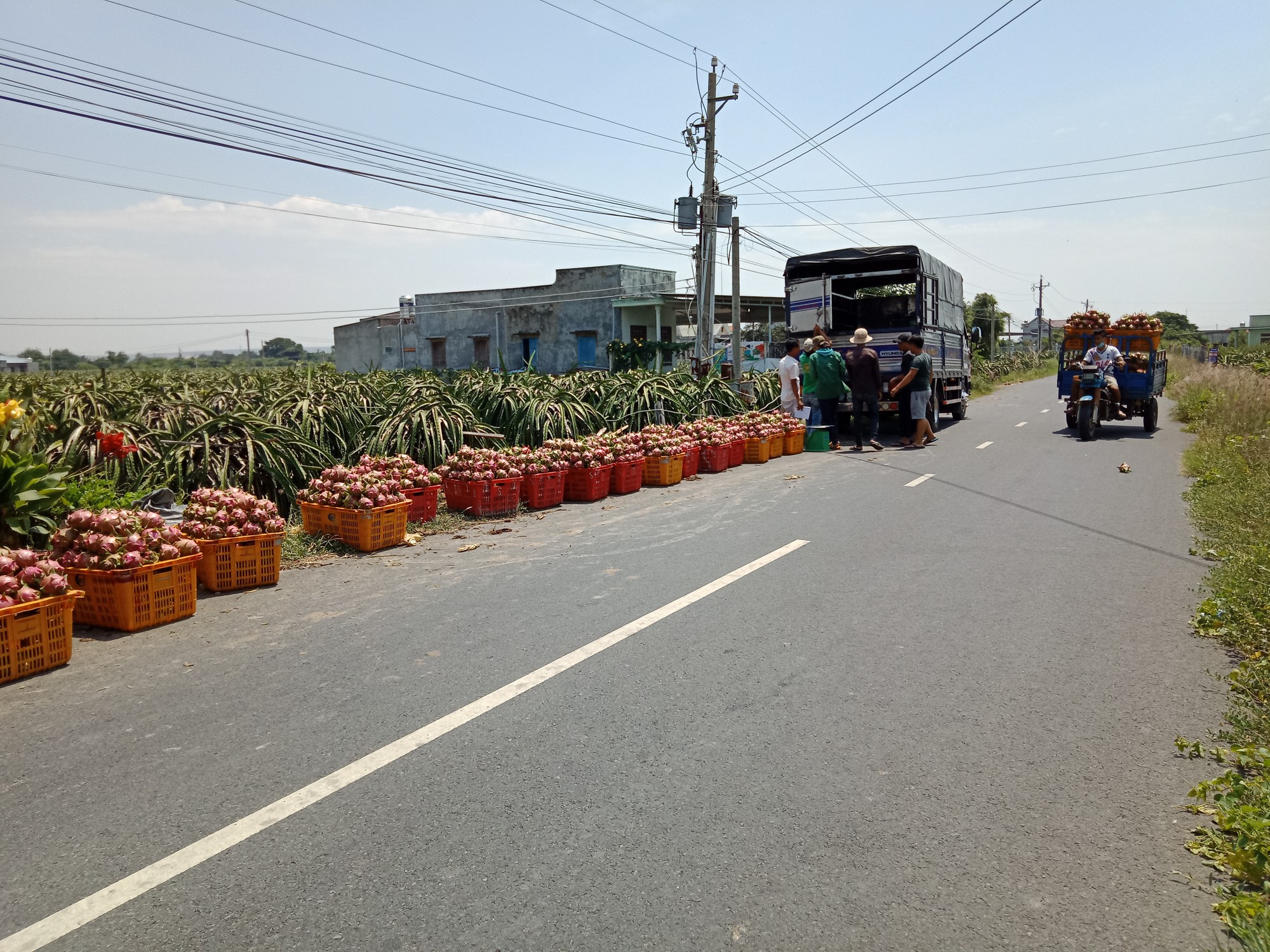 Lại kêu gọi "giải cứu thanh long"