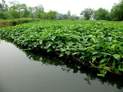 Đìa rau của mẹ