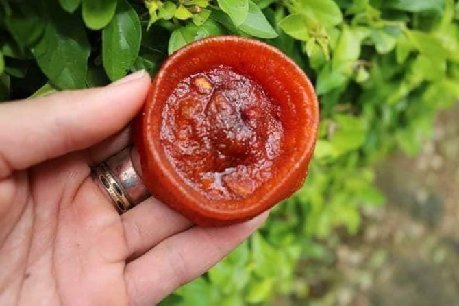 Dân Hà Nội sốt hồng sấy dẻo, mua nhầm hàng Trung Quốc - Ảnh 2.