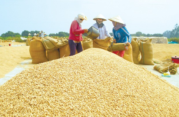 Tập đoàn gạo lớn nhất nước Úc mua nhà máy chế biến gạo ở Đồng Tháp