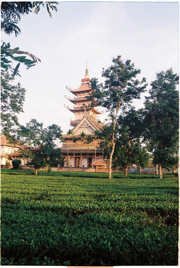 Đồn điền ch&egrave; đầu ti&ecirc;n của người Ph&aacute;p ở Gia Lai - Ảnh 8.