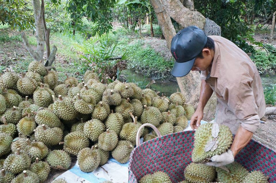 Vắng b&oacute;ng thương l&aacute;i mua sầu ri&ecirc;ng, n&ocirc;ng d&acirc;n miền T&acirc;y lo lắng - Ảnh 1.