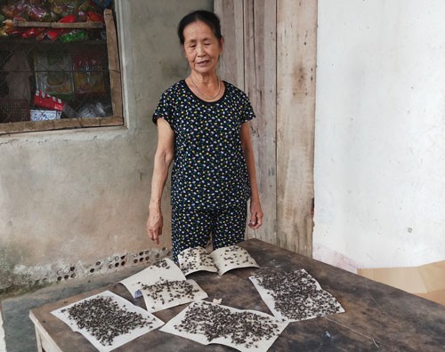 Điêu đứng vì... ruồi