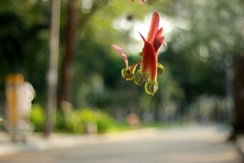 Ngắm hoa, da diết nhớ người