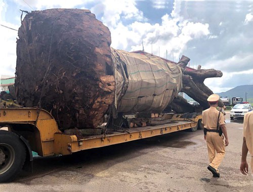Tạm giữ xe đầu kéo chở cây "quái thú" không phép