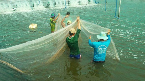 Loay hoay giảm giá thành nuôi tôm