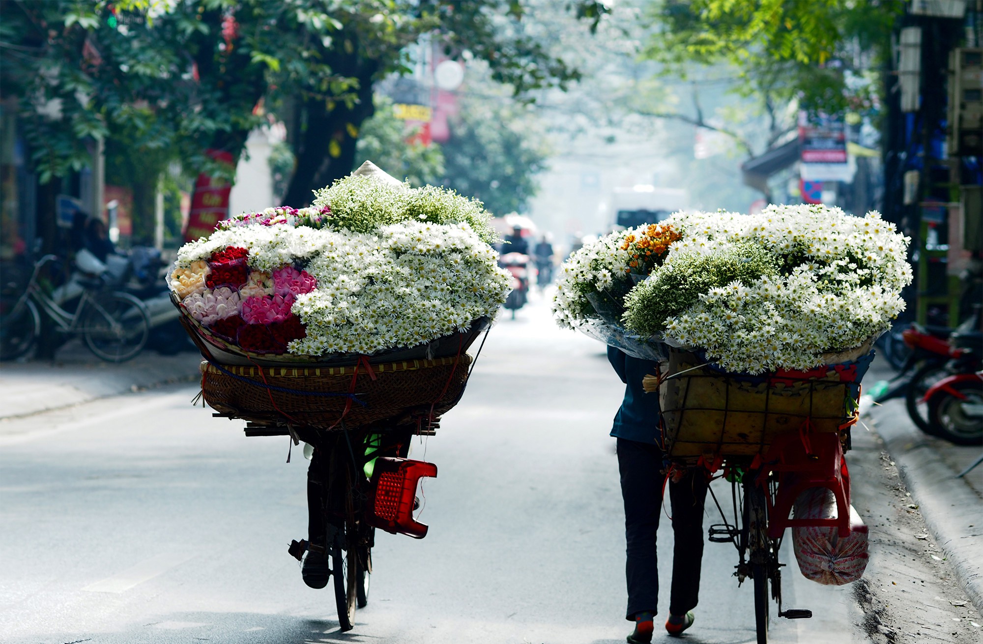 Xuyến xao mùa cúc họa mi đón đông về giữa lòng Hà Nội - Ảnh 22.