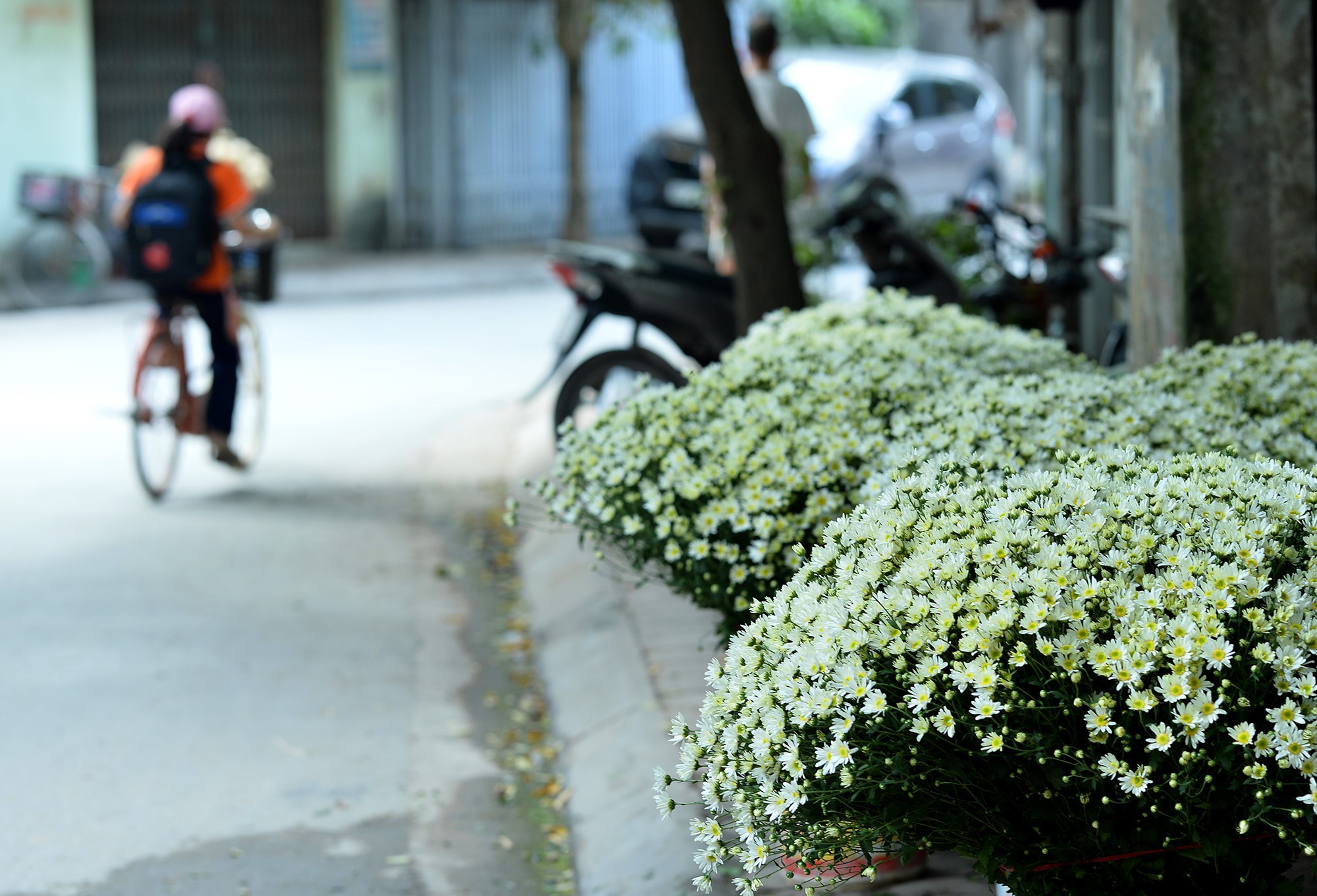 Xuyến xao mùa cúc họa mi đón đông về giữa lòng Hà Nội - Ảnh 37.