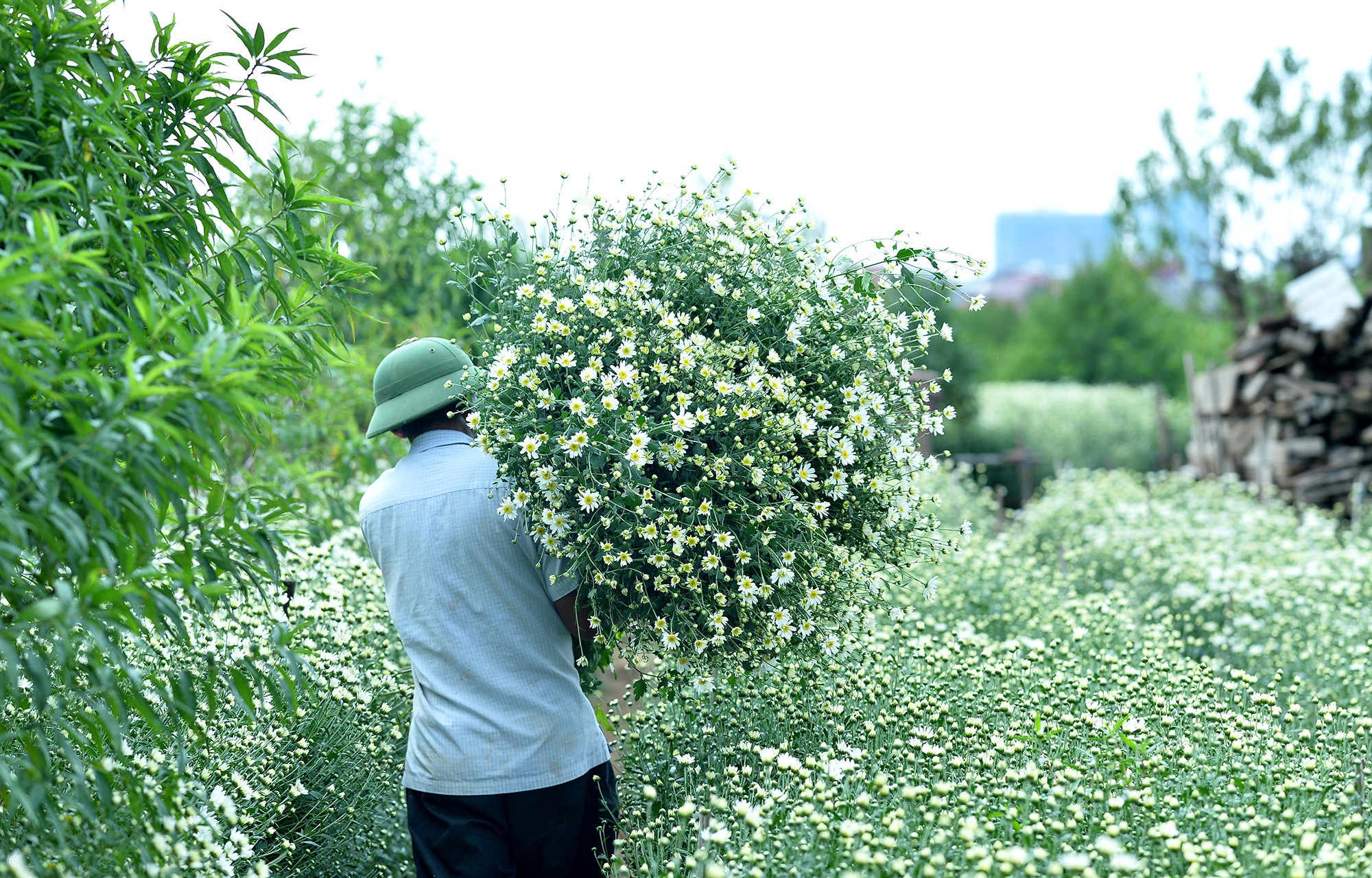 Xuyến xao mùa cúc họa mi đón đông về giữa lòng Hà Nội - Ảnh 47.