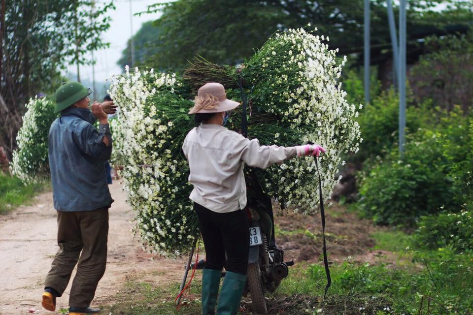 Xuyến xao mùa cúc họa mi đón đông về giữa lòng Hà Nội - Ảnh 48.