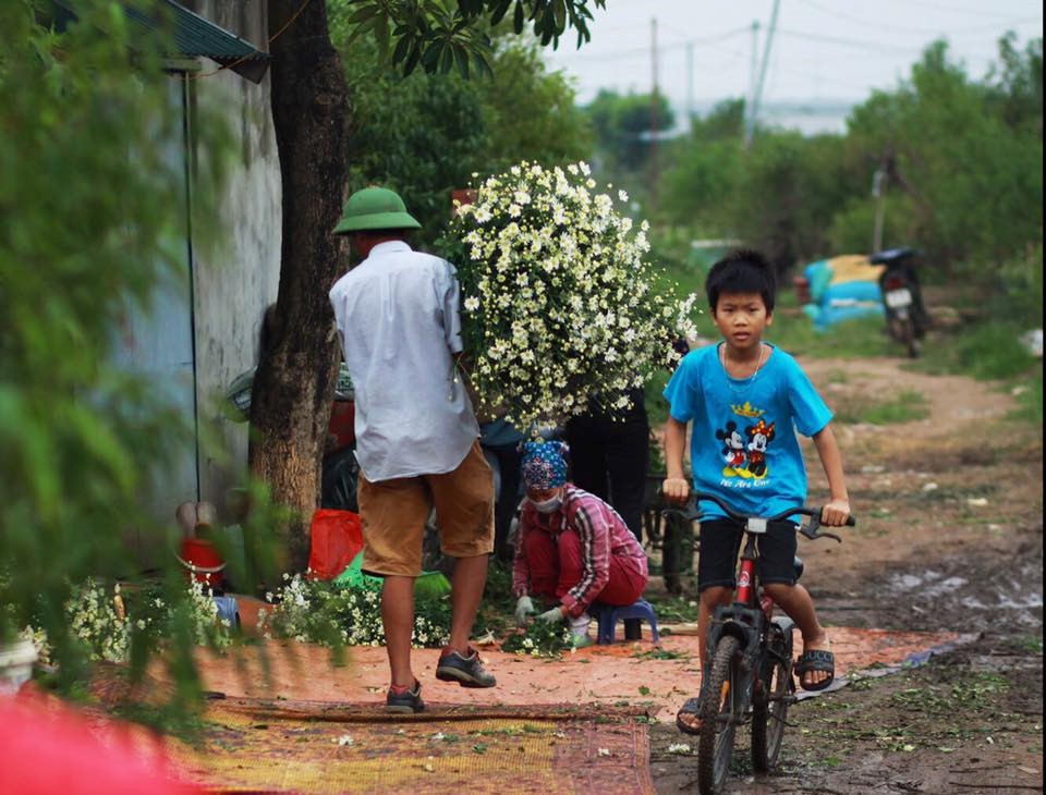 Xuyến xao mùa cúc họa mi đón đông về giữa lòng Hà Nội - Ảnh 63.