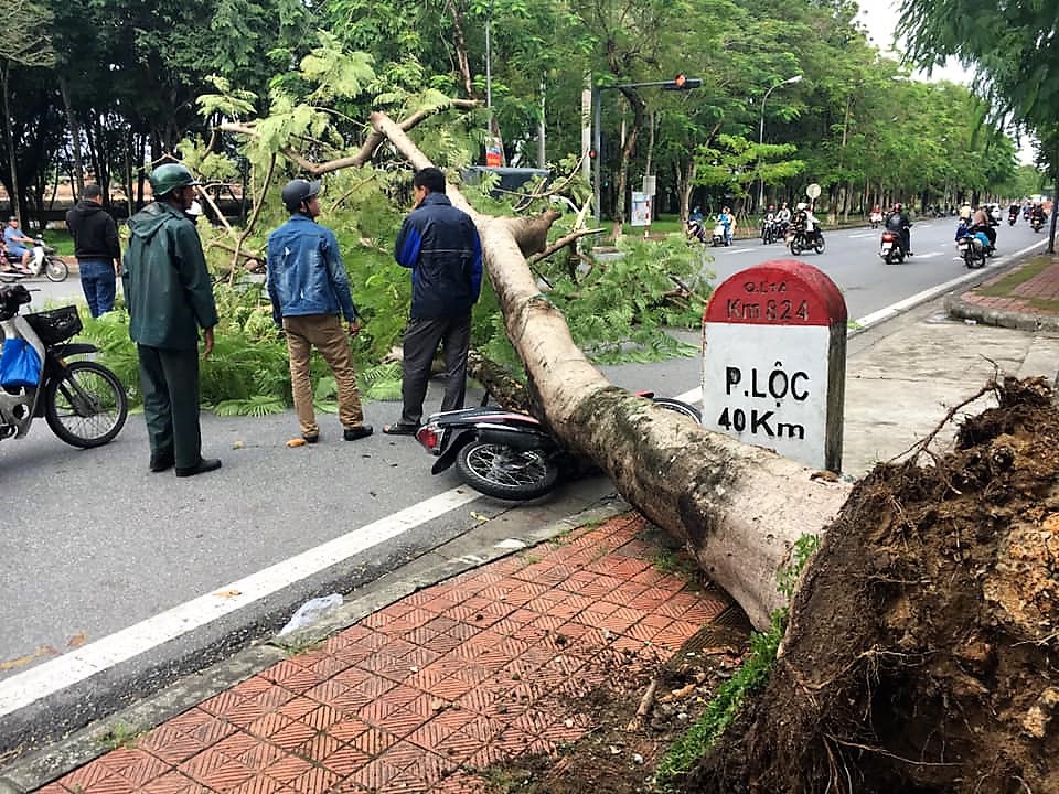 Cây xanh bật gốc, ngã đè xe máy người đi đường - Ảnh 1.