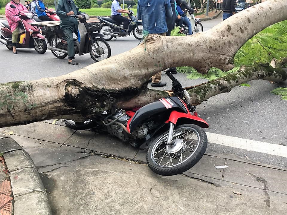 Cây xanh bật gốc, ngã đè xe máy người đi đường