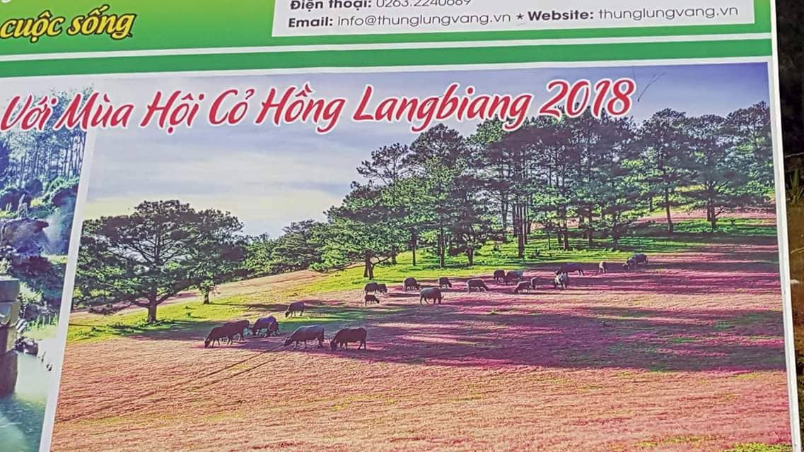 Ban tổ chức Mùa hội cỏ hồng Langbiang bị tố “xài chùa” hình ảnh