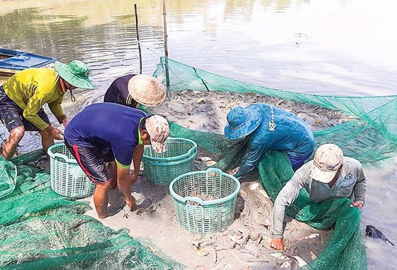 Miền Tây: Cá đồng đang đua nhau lao ra sông