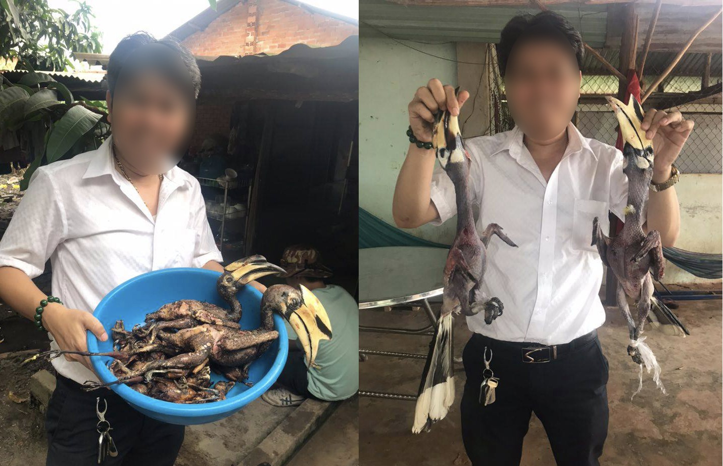 Xác minh người đàn ông sát hại 2 con chim hồng hoàng quý hiếm
