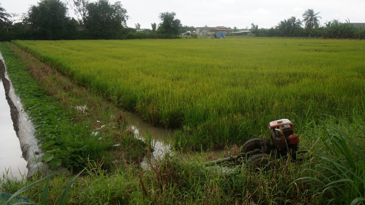 Vợ chồng nằm chết trên ruộng
