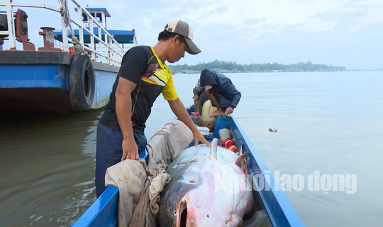 1 Việt kiều mua được cá tra dầu “khủng” nặng 240 kg