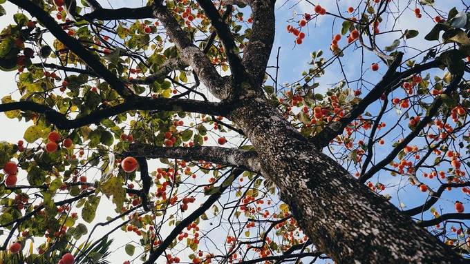 Ngắm vườn hồng trĩu quả giữa trời thu Đà Lạt - Ảnh 2.
