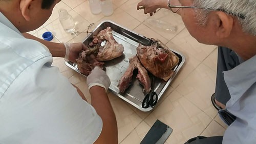 55 địa phương phát hiện nhiễm sán lợn