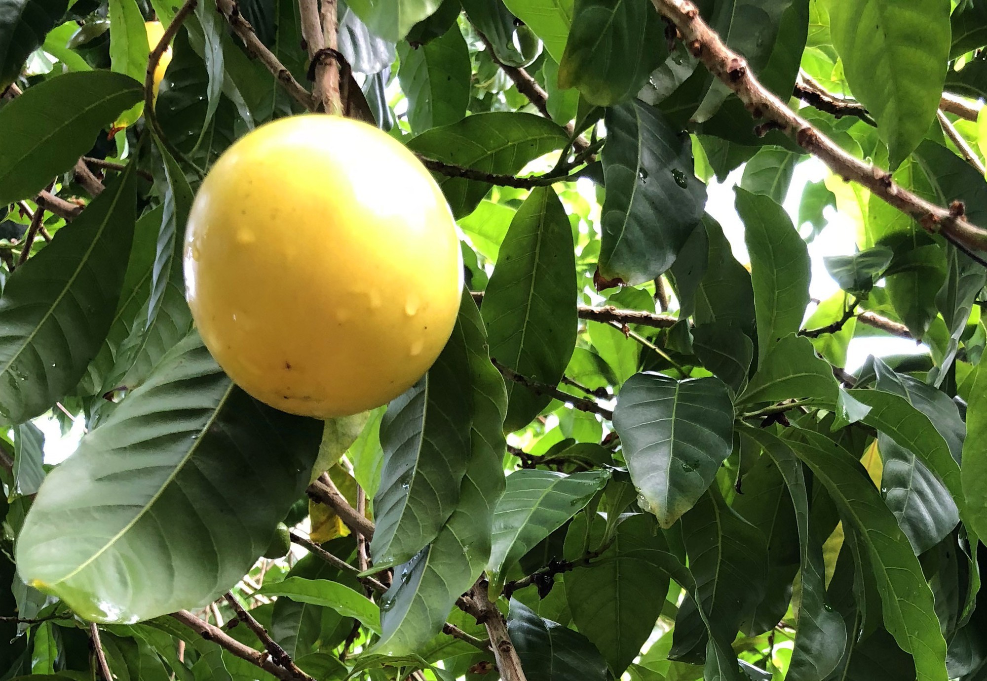 Lạ lùng vú sữa màu vàng óng, cho trái quanh năm