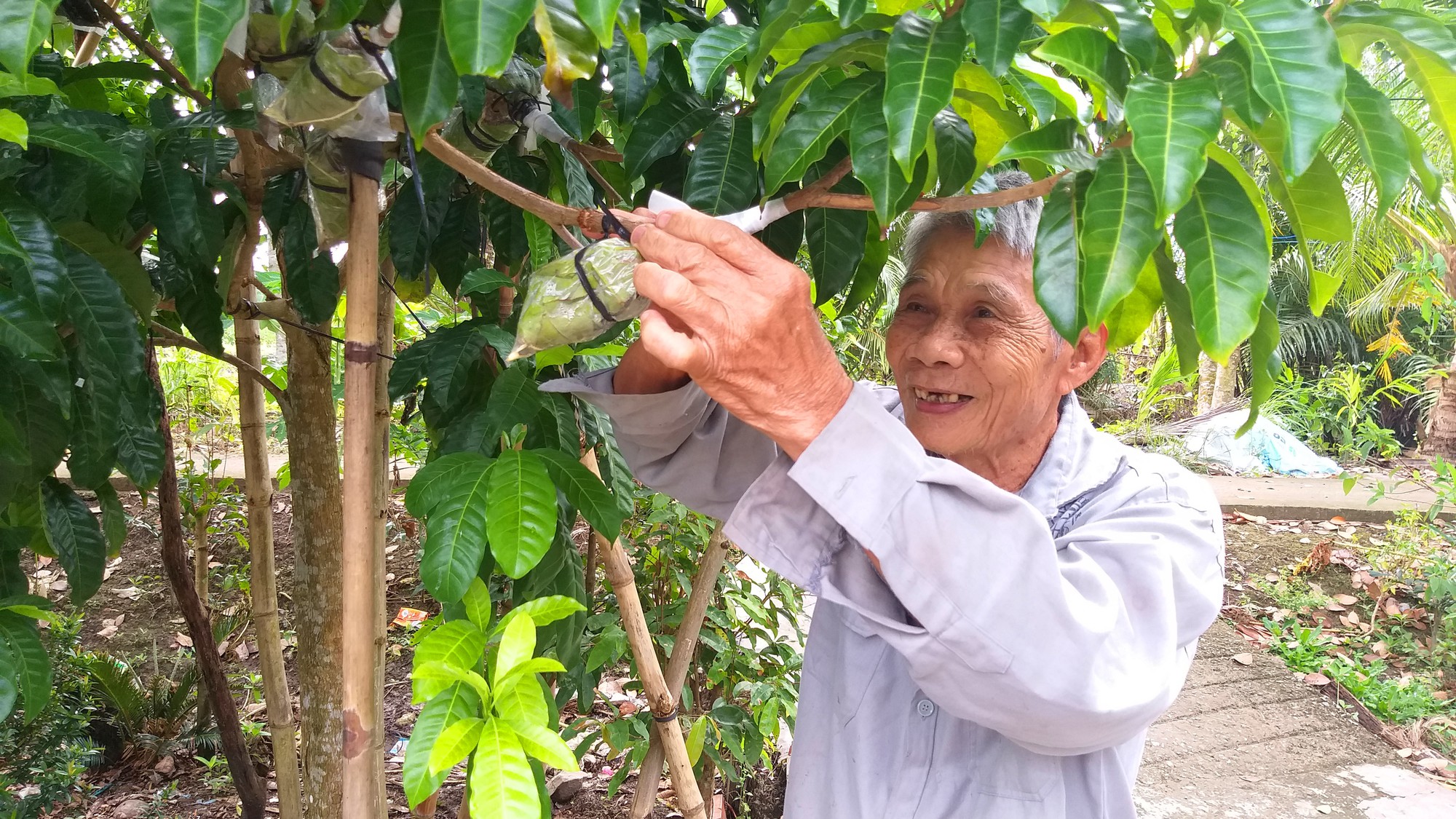 Lạ l&ugrave;ng v&uacute; sữa m&agrave;u v&agrave;ng &oacute;ng, cho tr&aacute;i quanh năm - Ảnh 6.