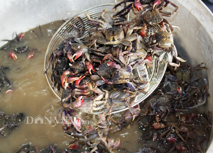 Ngũ đại đặc sản không thể bỏ qua khi đến Đất Mũi - Ảnh 1.