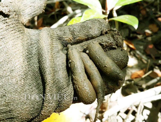Ngũ đại đặc sản không thể bỏ qua khi đến Đất Mũi - Ảnh 10.