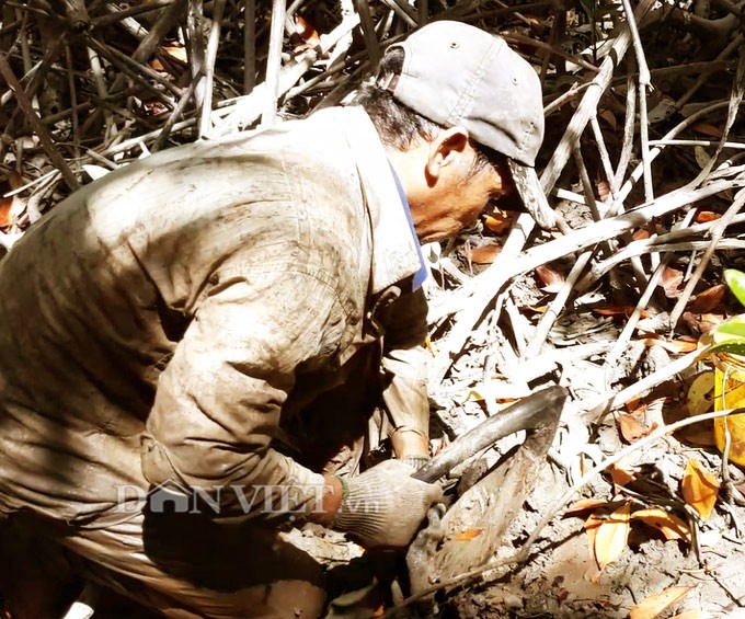 Ngũ đại đặc sản không thể bỏ qua khi đến Đất Mũi - Ảnh 11.