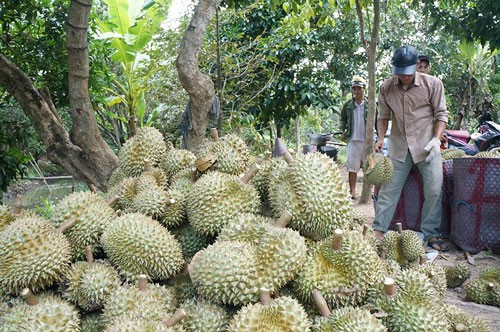 Sầu riêng nghịch mùa rớt giá