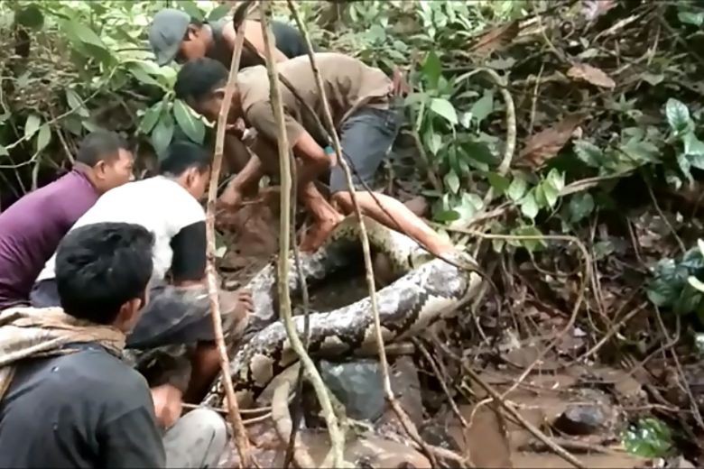 Bắt trăn khổng lồ dài 8,2 m đang quấn người