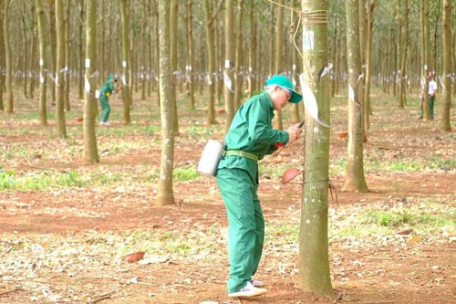 Hội thi Bàn tay vàng khai thác mủ cao su: Công ty TNHH MTV Cao su Phú Riềng đoạt các giải cao nhất
