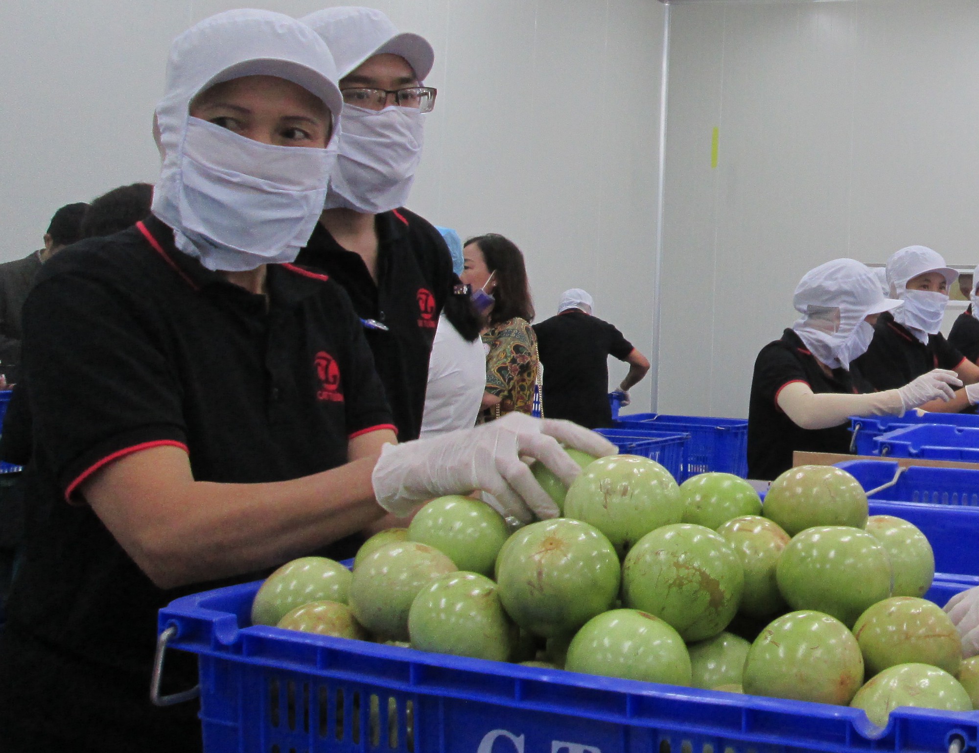 Trái vú sữa Việt Nam tại Mỹ có giá khoảng 350.000 đồng/kg