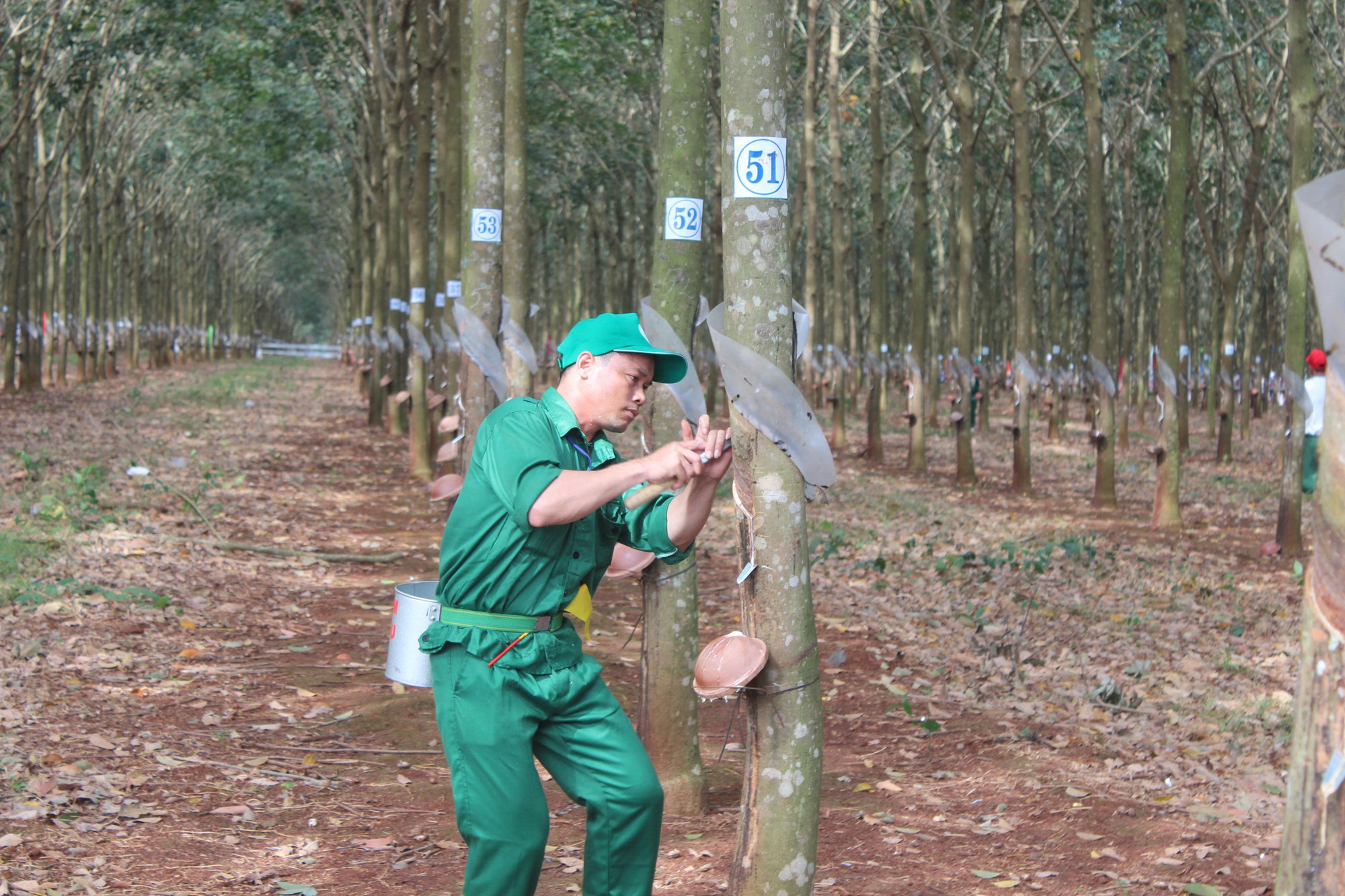 Những đôi tay vàng