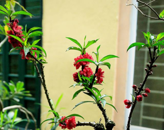 Vài chục triệu đồng một cây đào “tiến Vua” chơi Tết