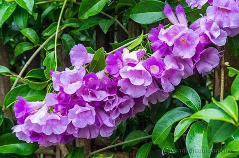 Muốn rắn không vào nhà bạn, hãy thử những cách này - Ảnh 2.
