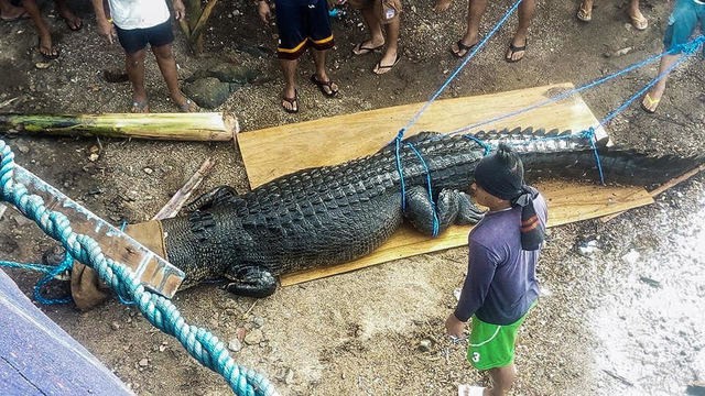Bắt cá sấu nặng nửa tấn nghi ăn thịt người